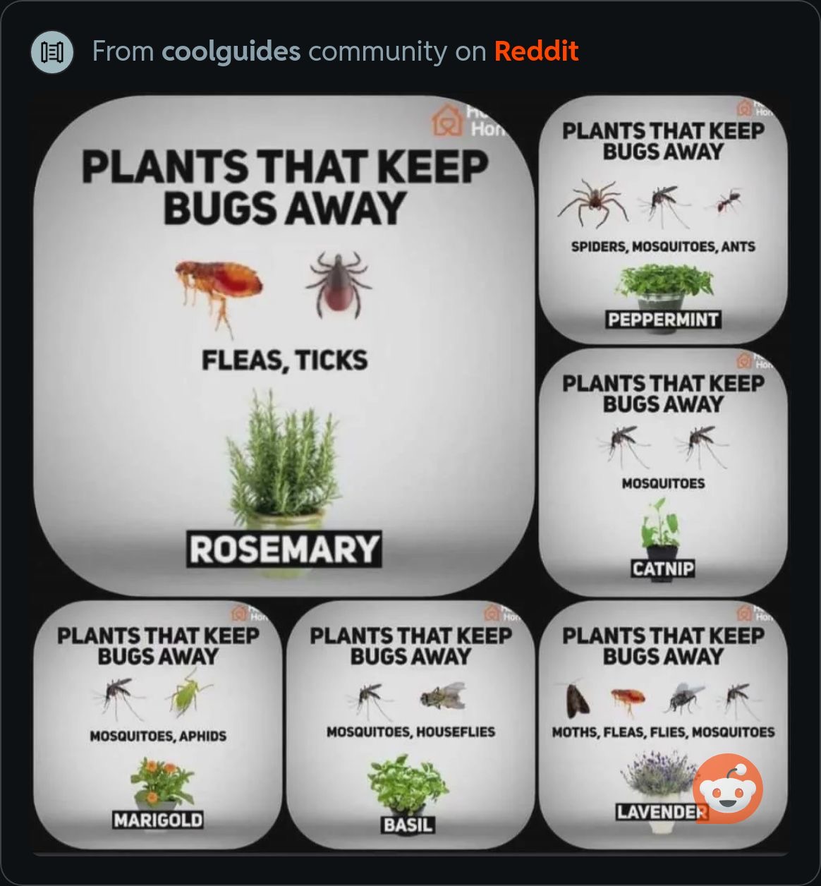 PlantsThatKeepBugsAway.jpeg