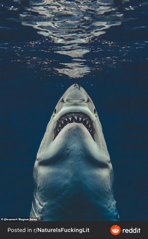 GreatWhite.JPG