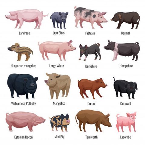 PigBreeds.JPG