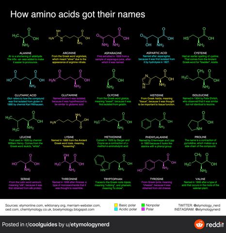 AminoAcidNameOrigins.JPG