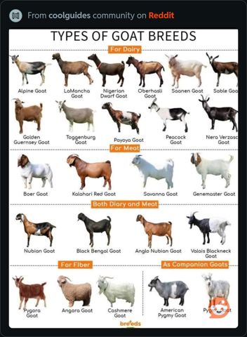 GoatBreeds.jpeg