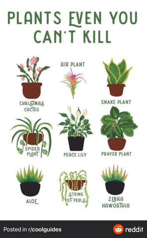 PlantsYouCantKill.jpeg