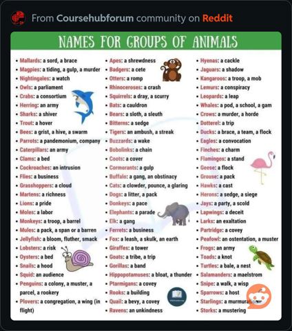 NamesForGroupsOfAnimals.JPG