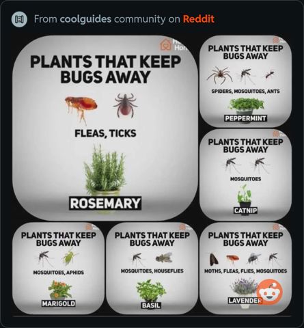 PlantsThatKeepBugsAway.jpeg