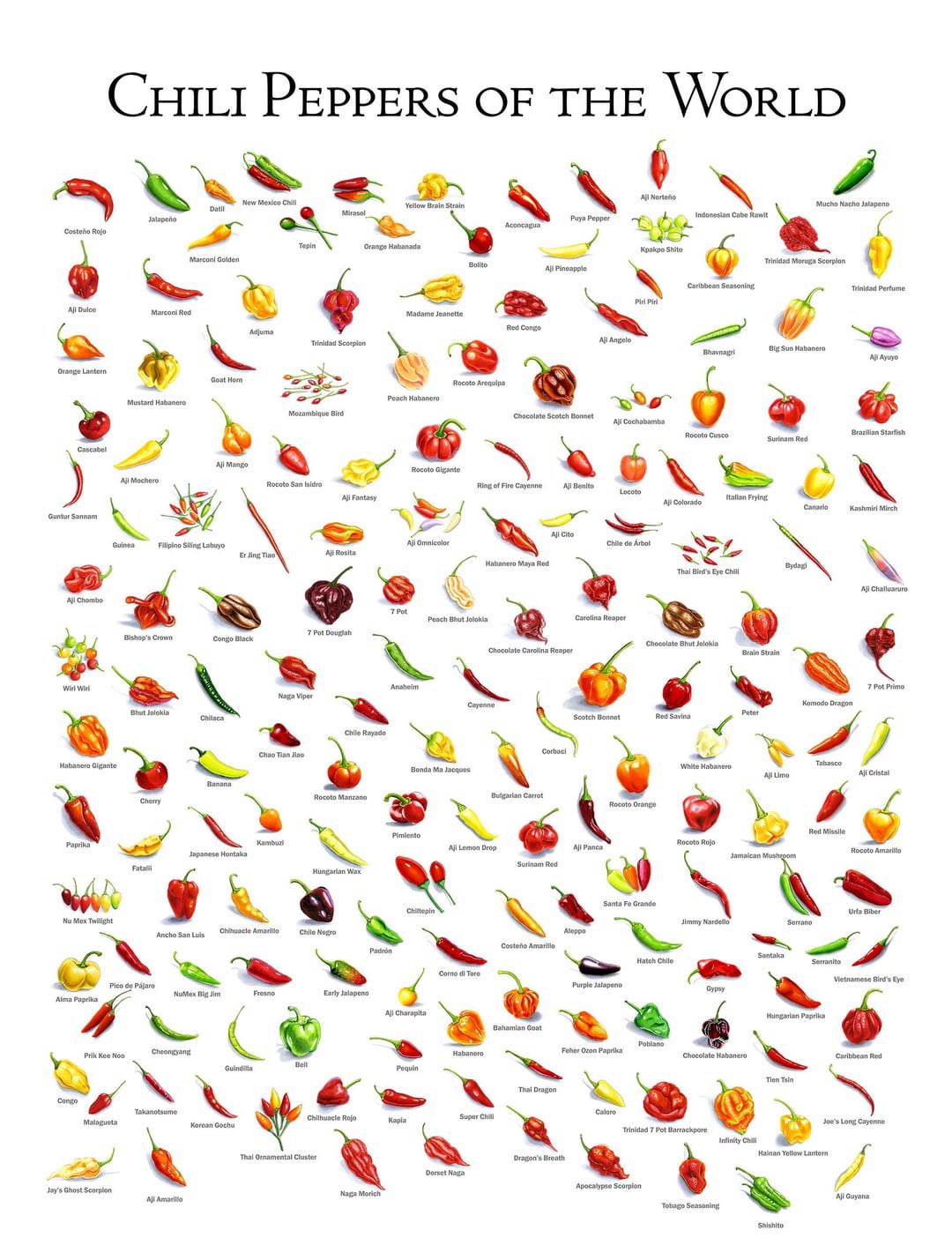 ChilliPeppers.JPG