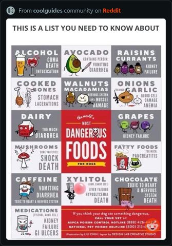 DangerousFoodsForDogs.JPG