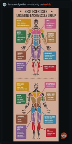 ExercisesForEachMuscleGroup.jpeg
